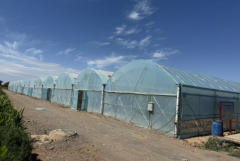 高昌区百亩智能大棚投用 帮力西甜瓜高效种植